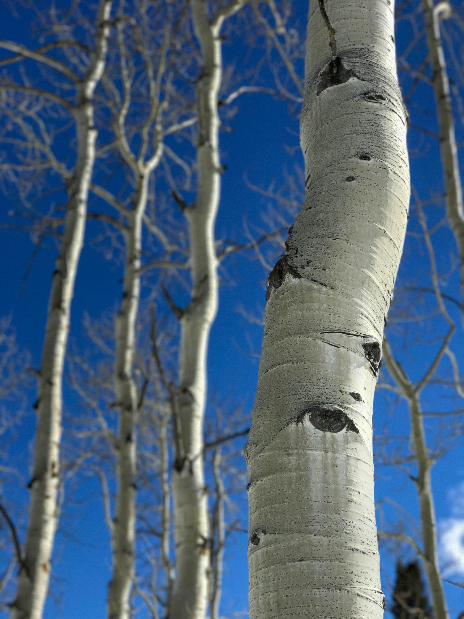 tall silver birch trees looking up into clear blue sky background