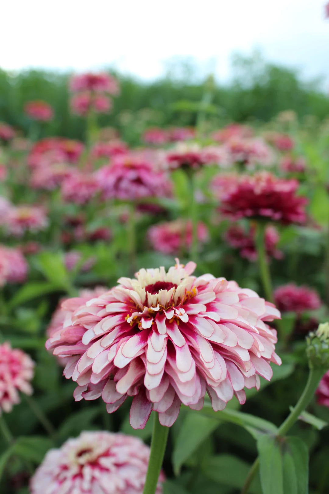 Zinnia Elegans Mazurkia Pack 50 seeds