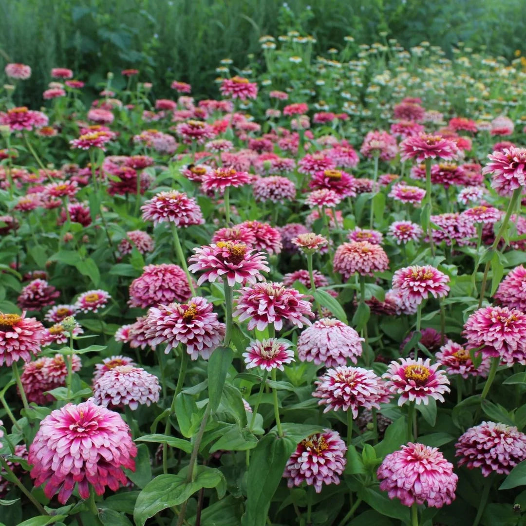 Zinnia Elegans Mazurkia Pack 50 seeds