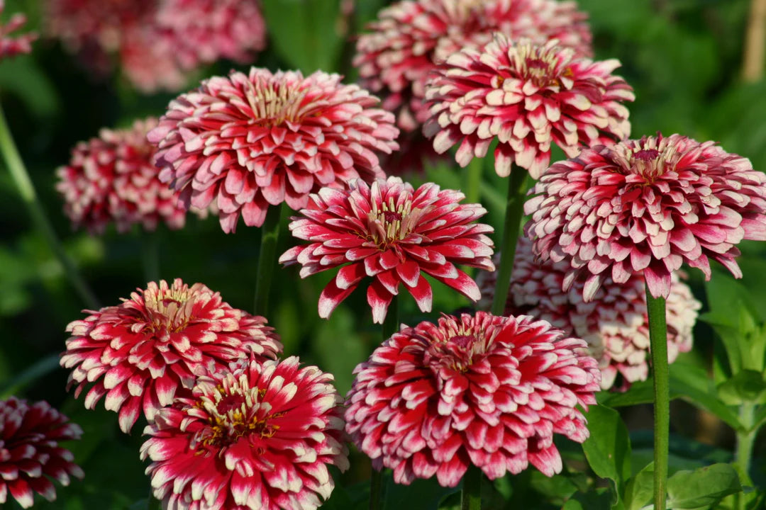 Zinnia Elegans Mazurkia Pack 50 seeds