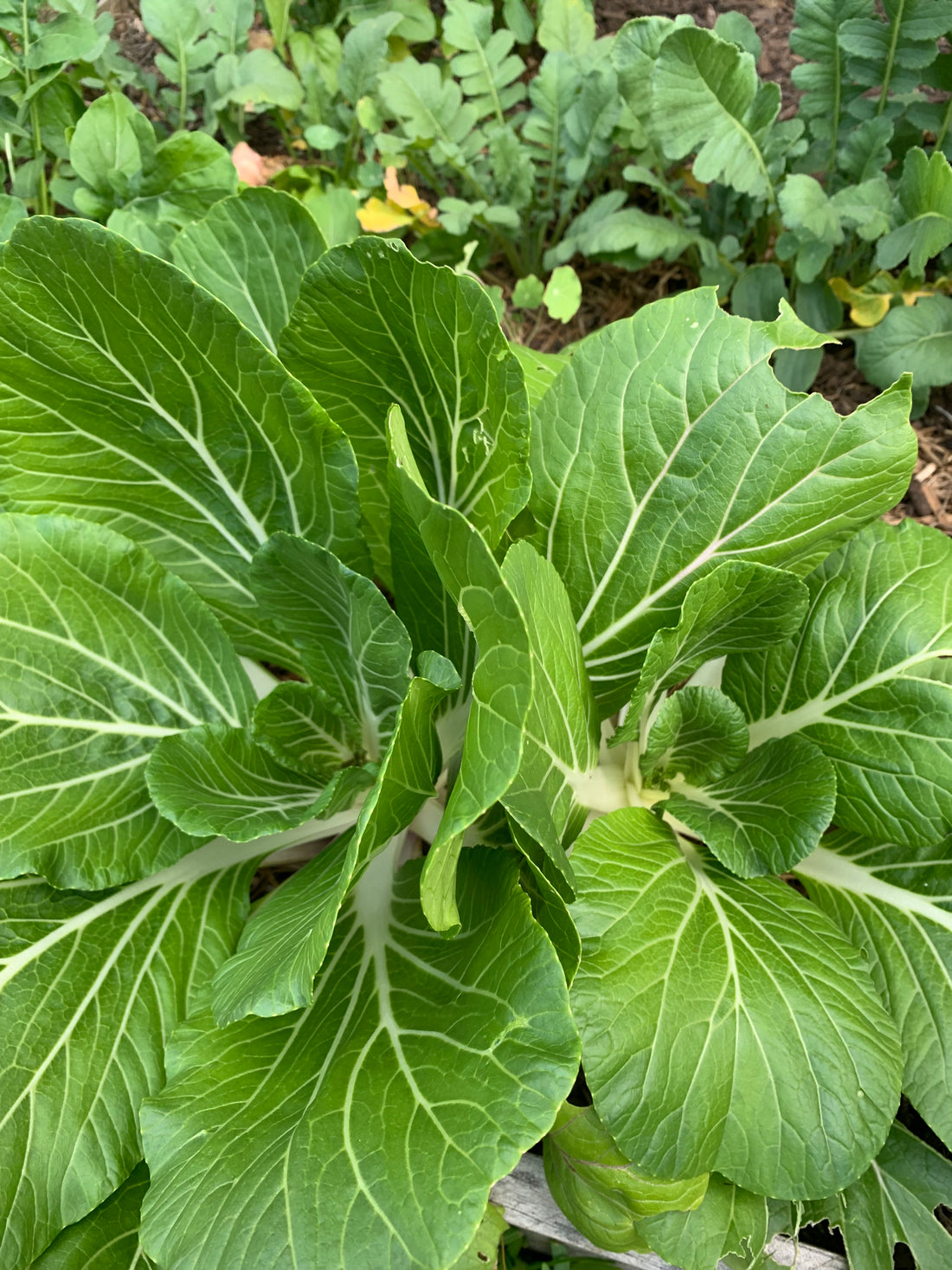 Autumn & Winter Rewards in your garden 🥦🥕