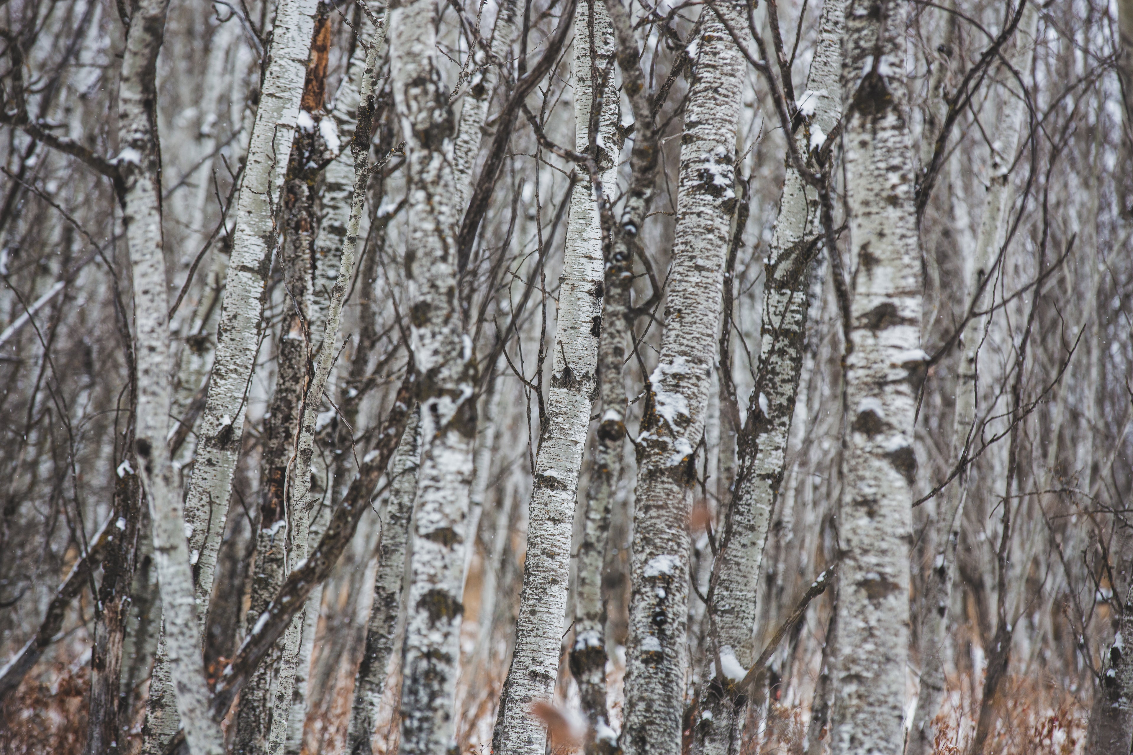 Birch Eco winter forrest