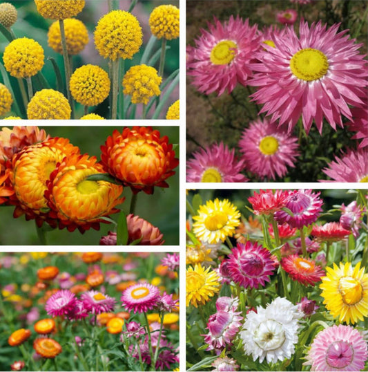 a collage of native Australian flowers including Yellow Billy button, Orange, white  & pink everlasting daisy & strawflowers