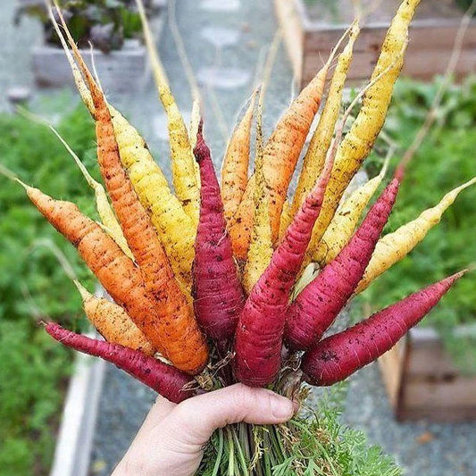 yellow orange and red rainbow carrots  in a bunch held up in front of a veggie garden