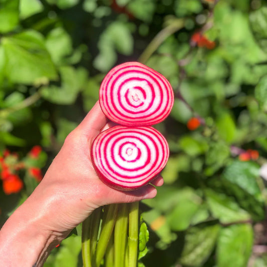 Veggie garden seeds beetroot chioggia candy stripe eco friendly gardening ideas 